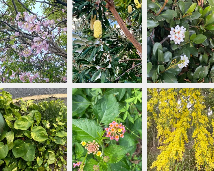 平時在路上拍的植物們都成為我畫圖靈感