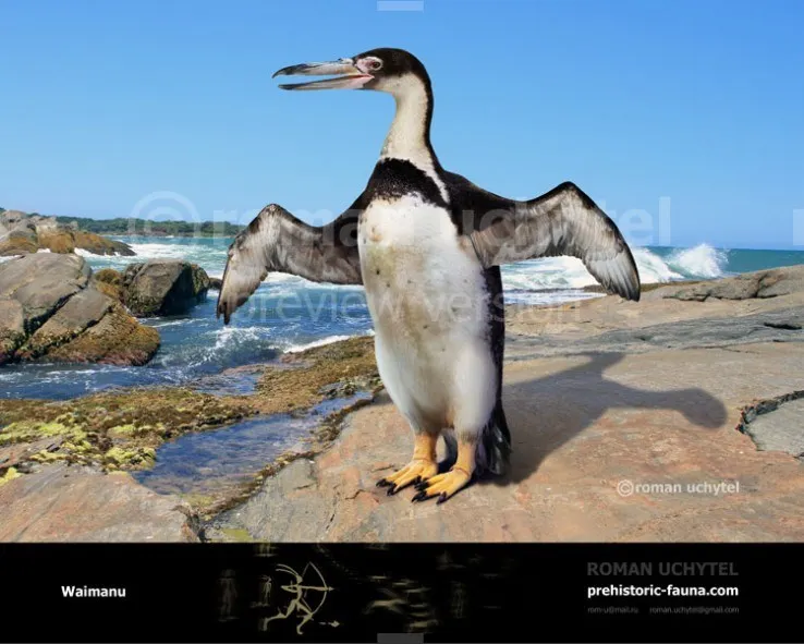 目前找到最古早的企鵝祖先，6千萬年前古新世的歪馬路企鵝（Waimanu），長長的嘴和脖子，跟現代企鵝不太一樣。但是已經有短短扁扁，適於潛水的翅牓，還有短短寬寬的腳，直立的身型，適合在陸地上行走