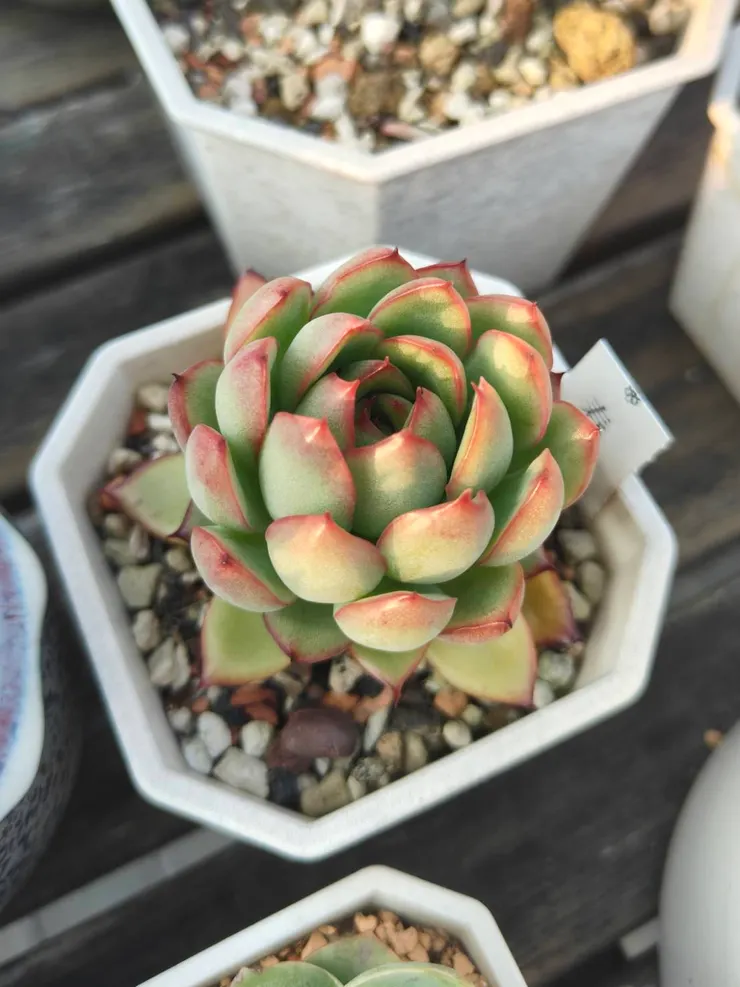 春野櫻是出乎意外的夏天安耐曬