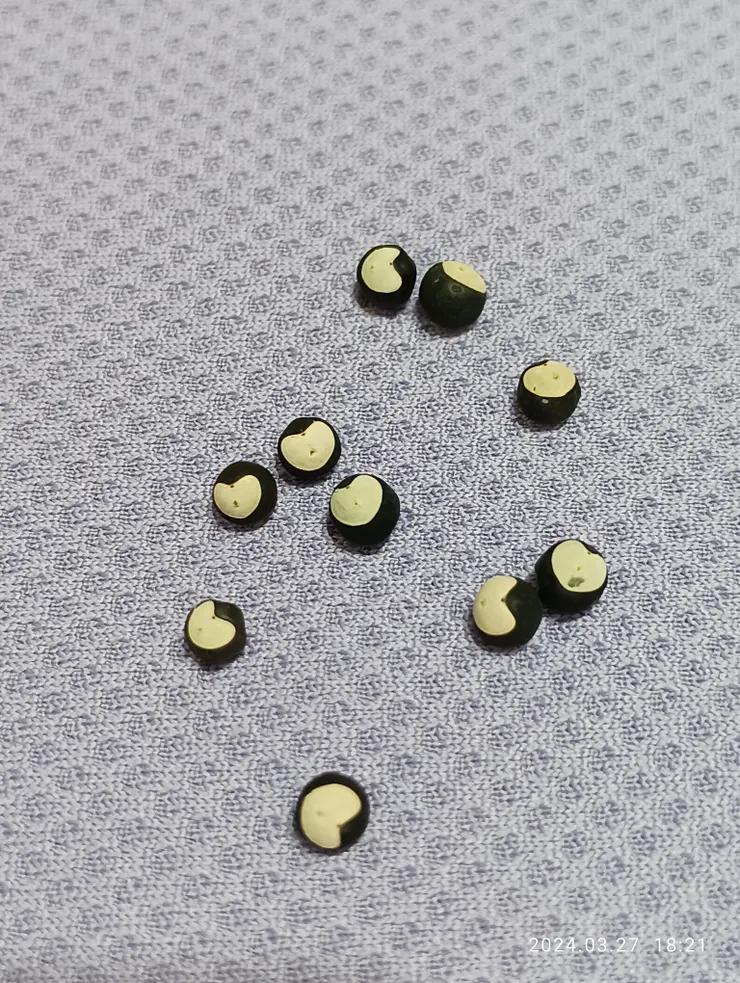 倒地鈴的心樣種子，報告清淅劍我找到了，自攝