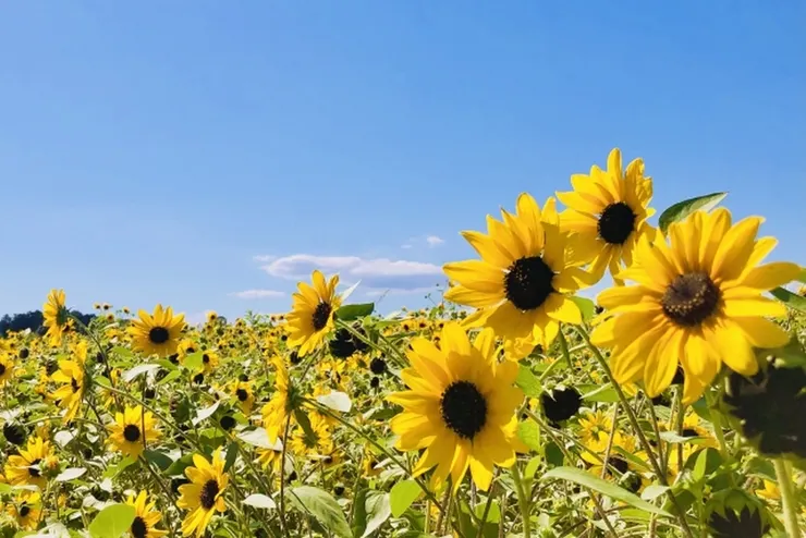 今天是好天氣 (圖片來自Photo-ac)