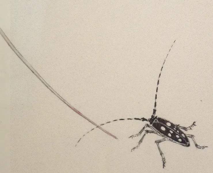 〈莿桐花開〉局部－天牛