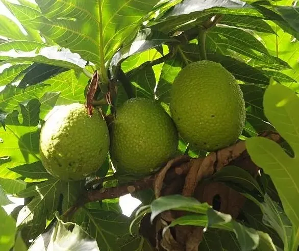 圖1  麵包樹結果了