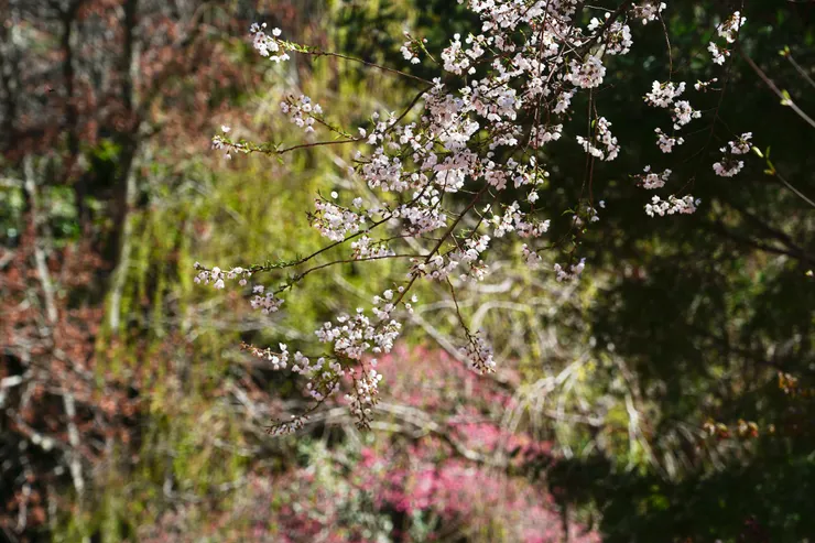 紅白對抗
