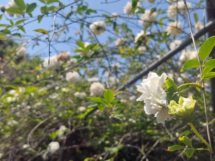 荼蘼如此可愛，竟連纖細的刺都可勾起古人千迴百轉的遐思。