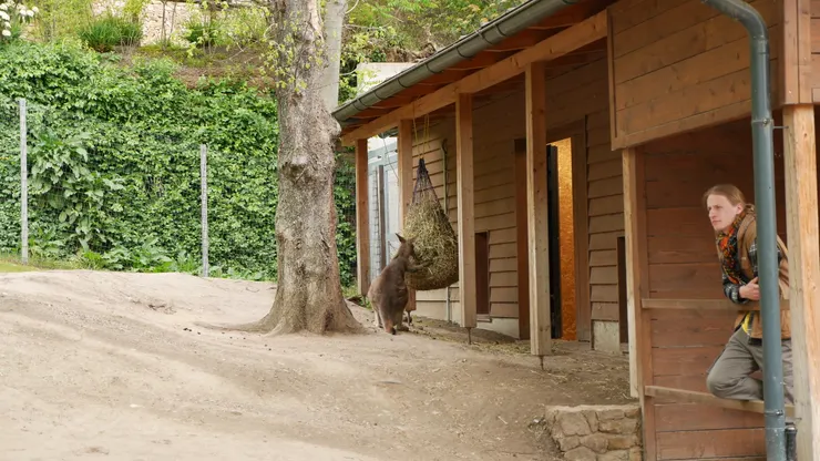 可以讓你近距離接觸的袋鼠