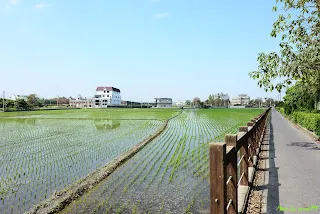 沿途的稻田風光(溪湖へ)