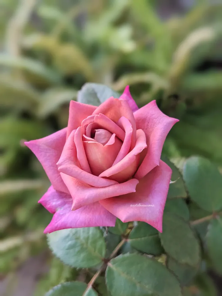 西雅圖咖啡師 近期夏花