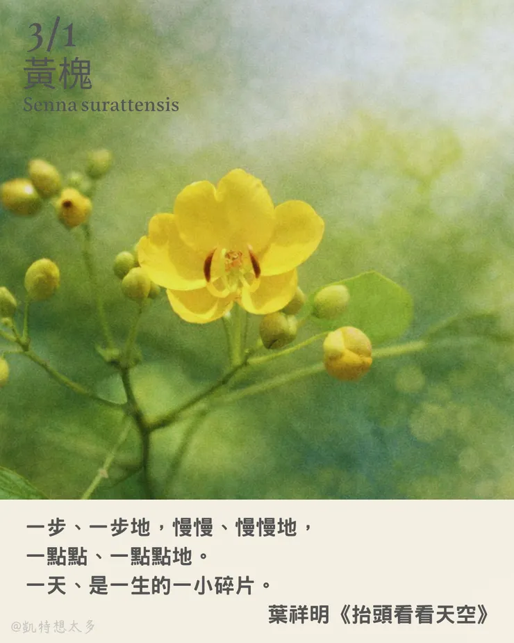 3 月 1 日｜黃槐 × 葉祥明《抬頭看看天空》