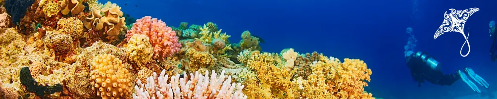 Flyturtlex 旅圖誌