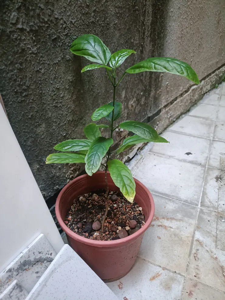 長得很好的垂茉莉