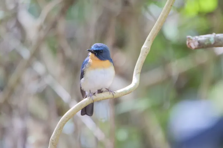 印度支那藍鶲Indochinese Blue Flycatcher