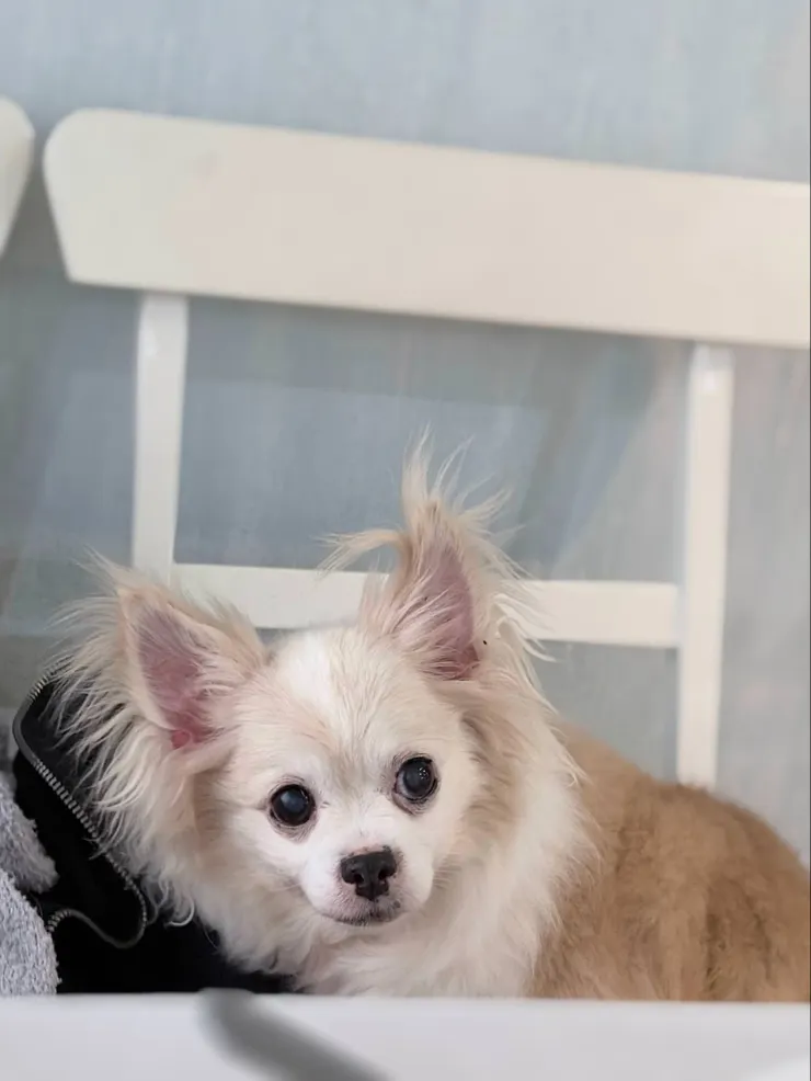 PS BUBU 超利心老狗心臟保健實測