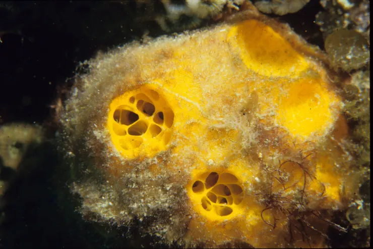 五花八門的海綿 體色色彩繽紛 體型多樣 超乎想像 