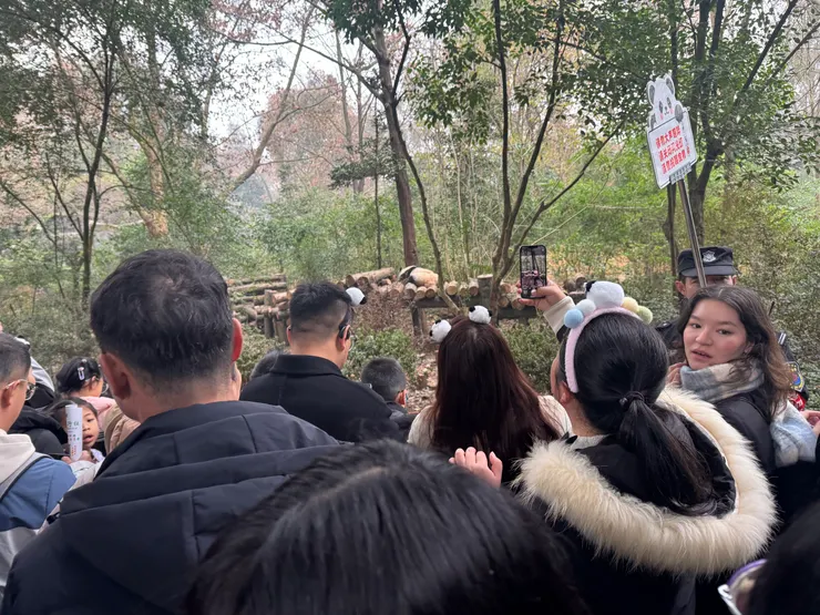 爭看熊貓的遊客。