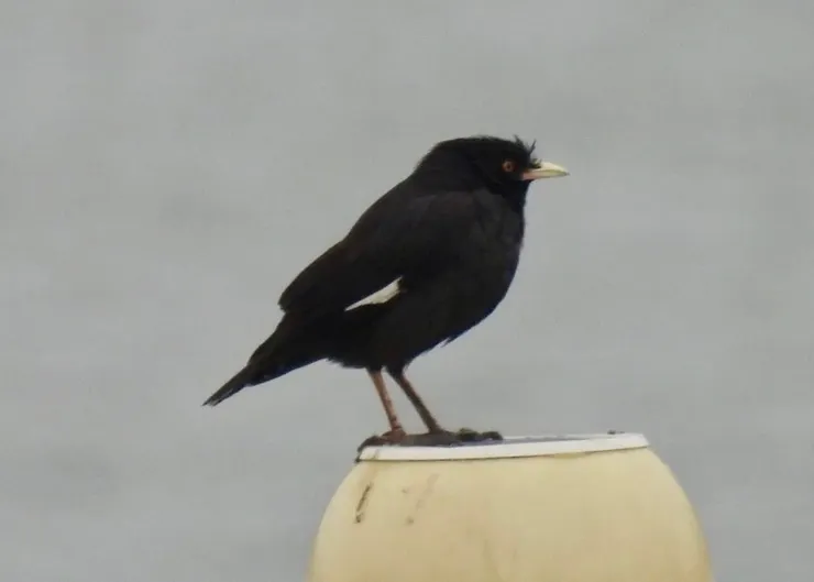 圖09 數到約10隻台灣特有的八哥（冠八哥）