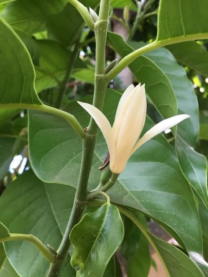 玉蘭花(Justine攝)