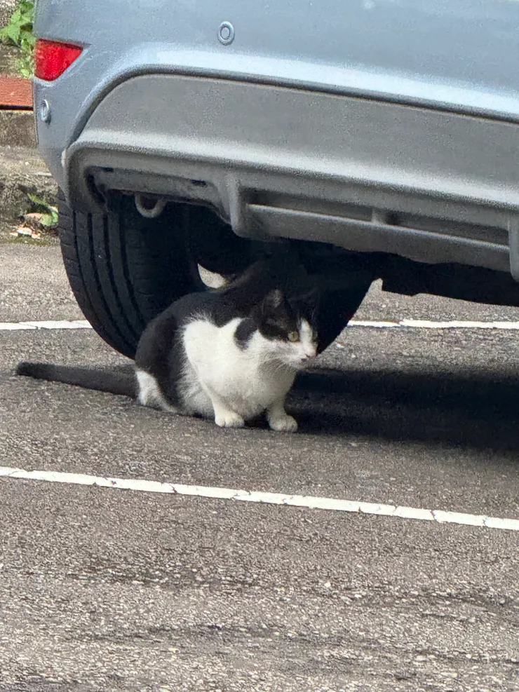 2026/04/15 貓貓一號