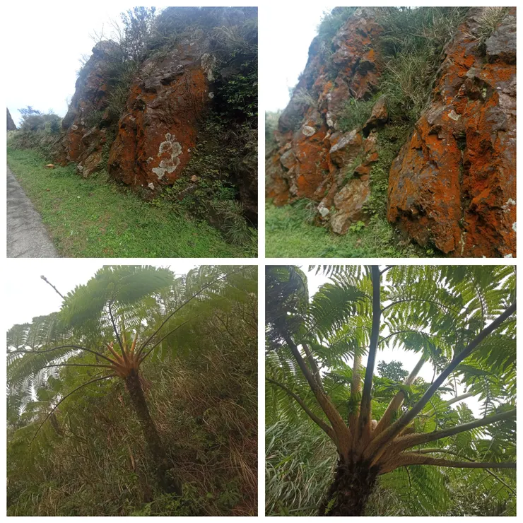 半屏山登山口一帶，附著於岩石上之橙色藻類；沿途可見蕨類植物