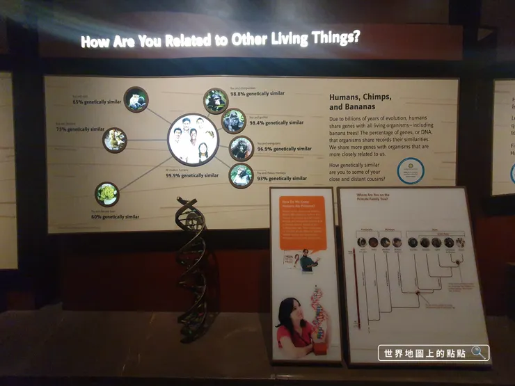 經博物館認證的迷因哏：人類跟香蕉樹有60%的基因相似度