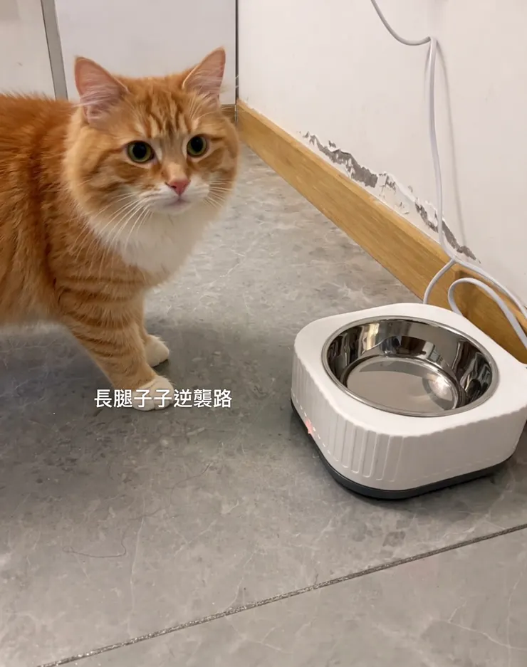 很神奇!咪咪竟然愛上喝水了🐱