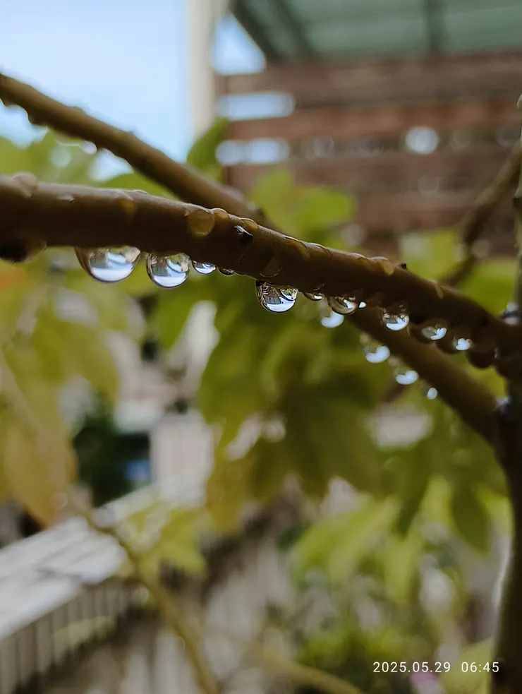景盆夜迎梅雨欣翠綠