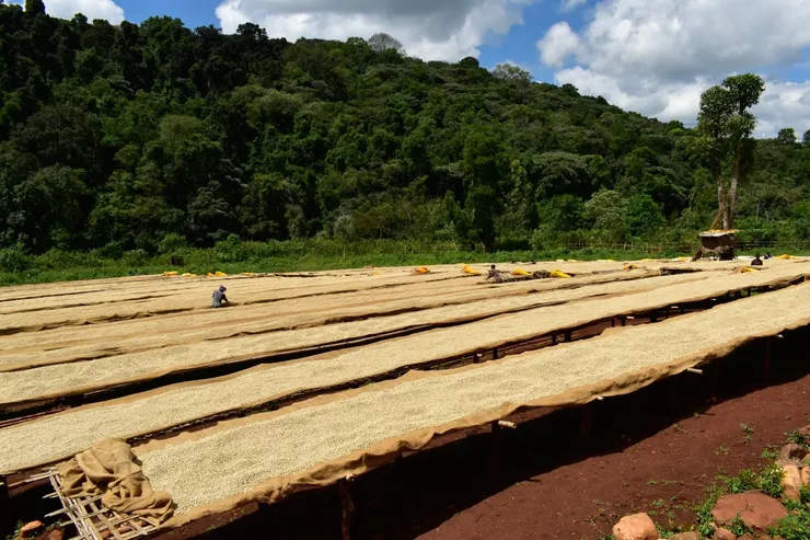 衣索比亞 耶加雪菲 沃卡村水洗咖啡