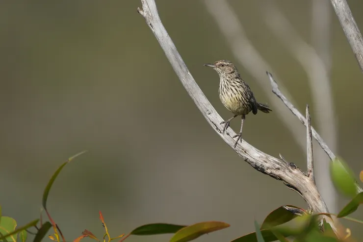 Western Fieldwren
