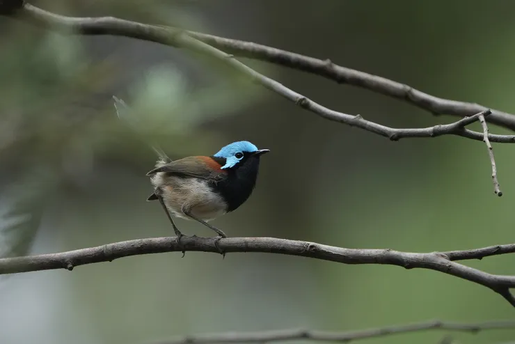 Red-winged Fairywren 