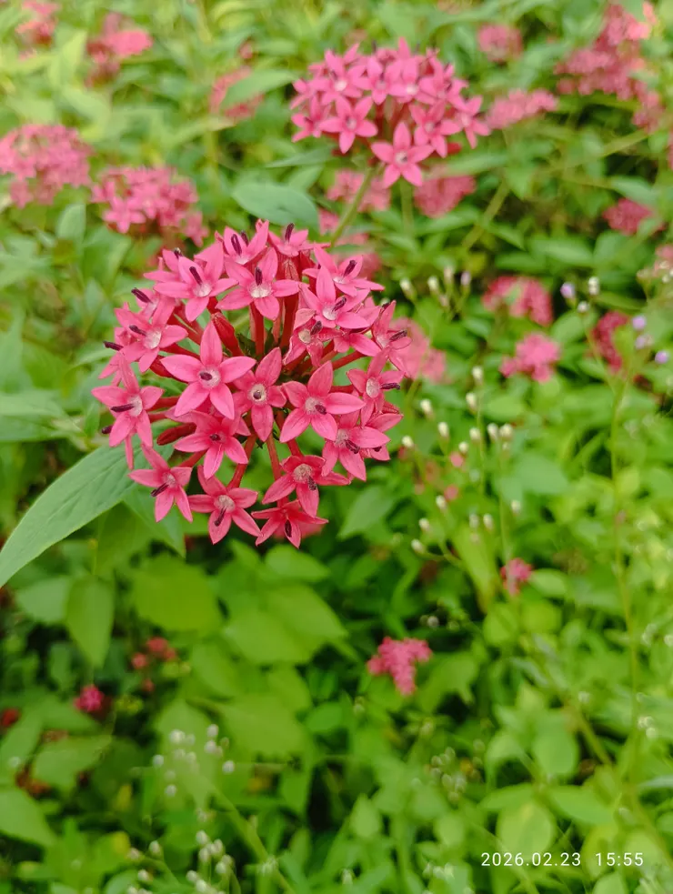 䌓星花  出群風韻，皆自拍攝