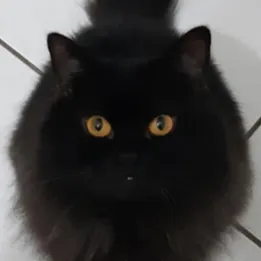 黑貓捏口的沙龍