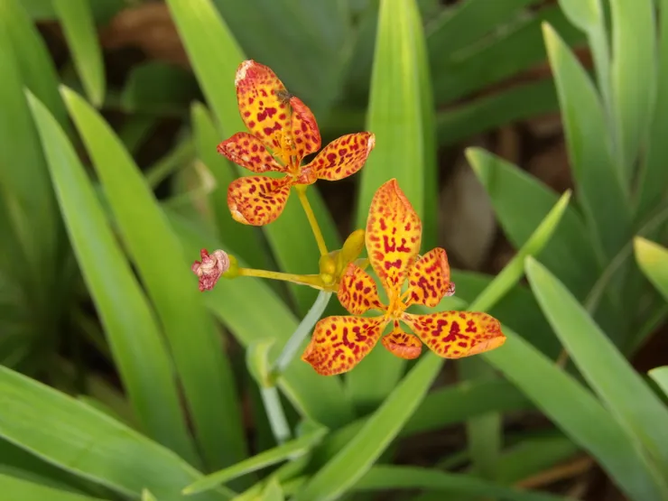 射干花(豹百合)