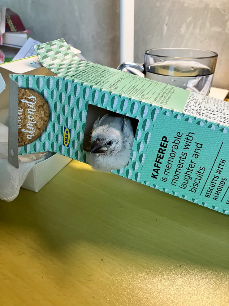 還不太會飛，所以不太敢跳，要進去爬還要我引導。