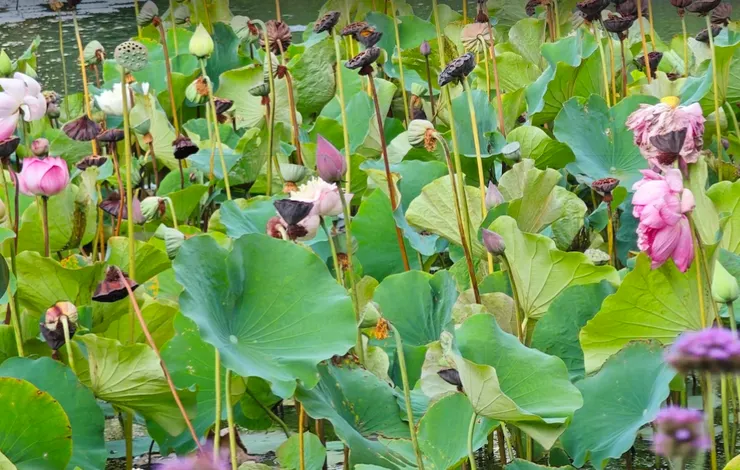 6-8月盛開，單朵花壽命約3-7天，清晨綻放、傍晚閉合