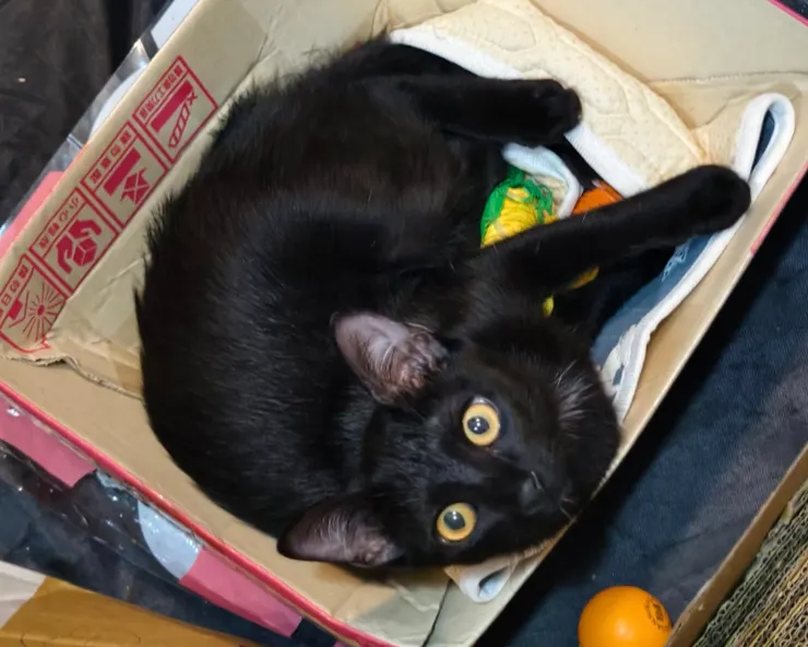 錢錢的近照,截自粉專〖黑貓女孩錢錢〗