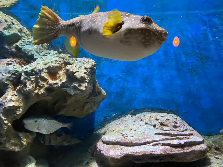 咦!是泡芙阿姨!