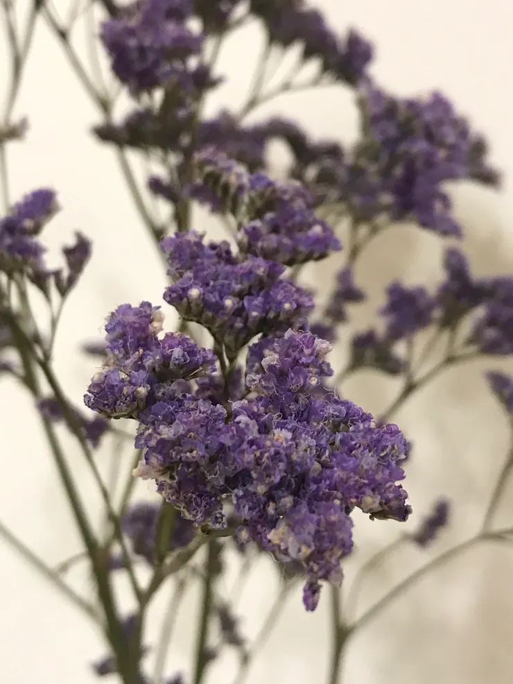 2024-4-23拍攝乾燥化的星晨花