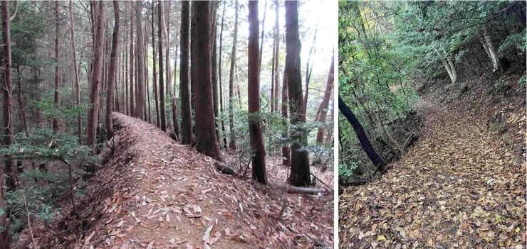 昨日下雨一日，路上好多落葉