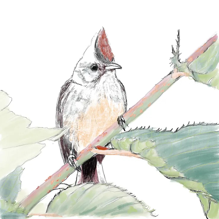 描摹雪羊所拍攝的冠羽畫眉