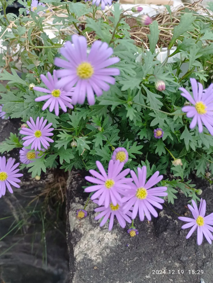 姬小菊，自拍攝