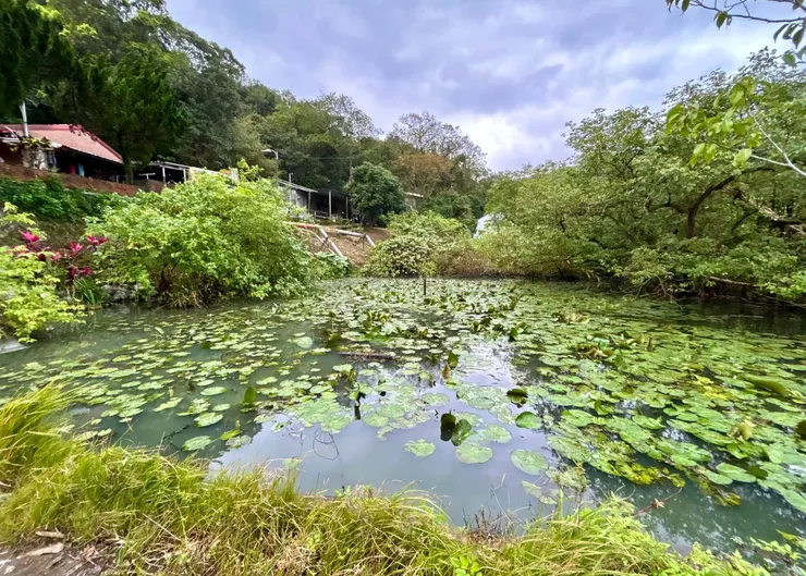 圖05 兩隻紅冠水雞在荷花池裡悠遊