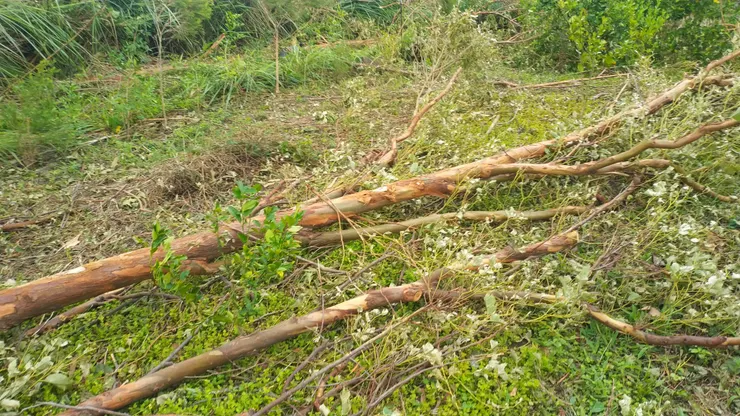 倒下的大樹，剛好沒砸到三棵香檬小樹