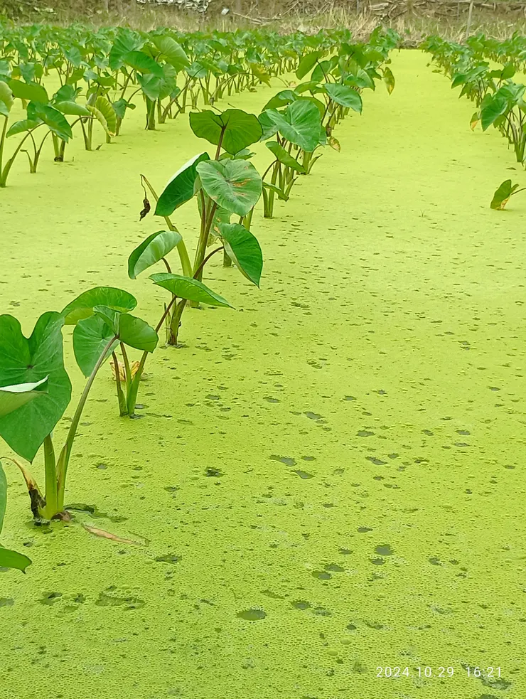 芋頭剛種植不久，是準備於明年農曆七月收成