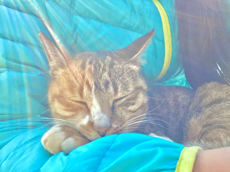 睡覺中的花豬豬