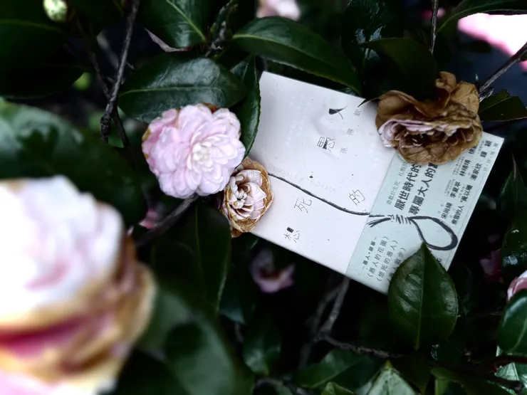 想死的愚人封面照