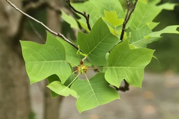 中國鵝掌楸葉子