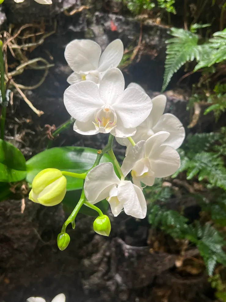 這株蘭花還有未開的花苞