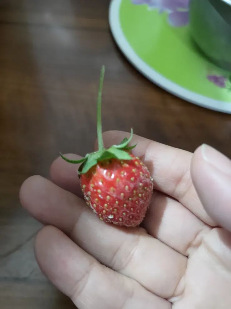 後院婆婆種的草莓