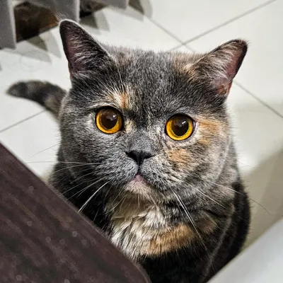 曬個英短玳瑁貓貓