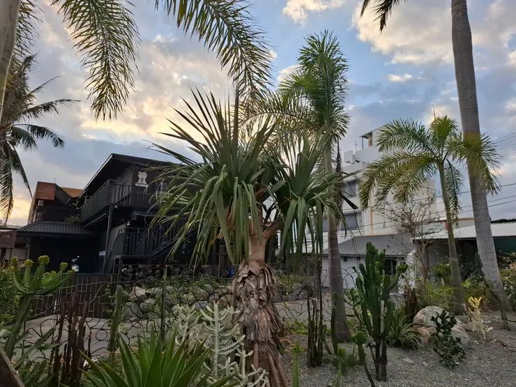 我無聊到開始數仙人掌，數幾株、數每一片葉子，後來連機車、花都開始數。看起來很荒謬，但我才發現，原來「數東西」真的可以讓腦袋慢慢安靜下來。